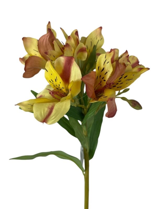 Astromelia Amarilla