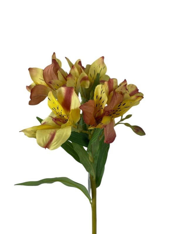 Astromelia Amarilla