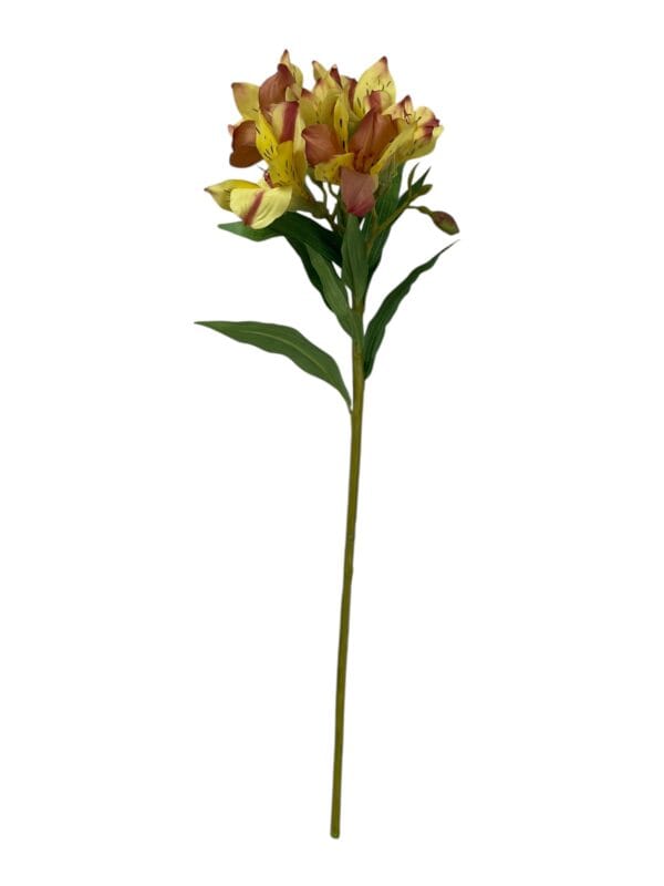 Astromelia Amarilla Rosa