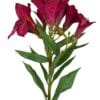 Astromelia fucsia
