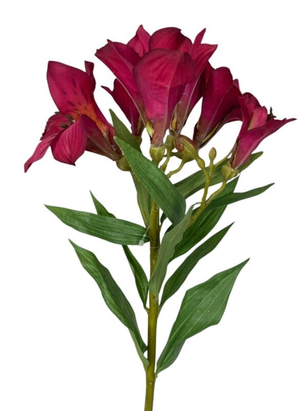 Astromelia fucsia