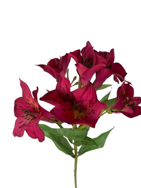 Astromelia fucsia