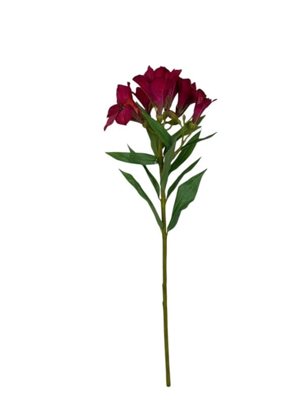 Astromelia fucsia
