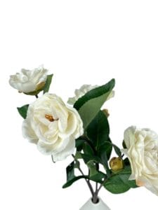 Camelia Blanca 52 cm