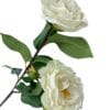 Camelia Blanca 52 cm