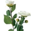 Camelia Blanca 52 cm