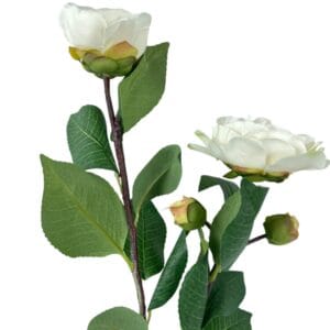 Camelia Blanca 52 cm