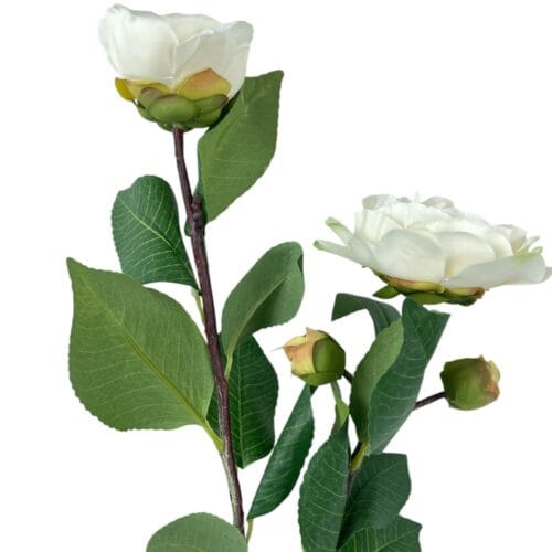 Camelia Blanca 52 cm