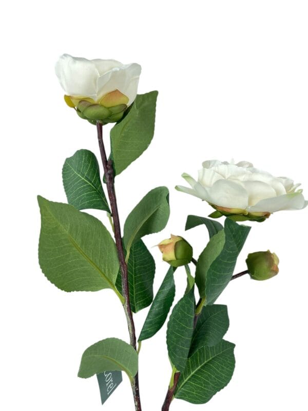 Camelia Blanca 52 cm