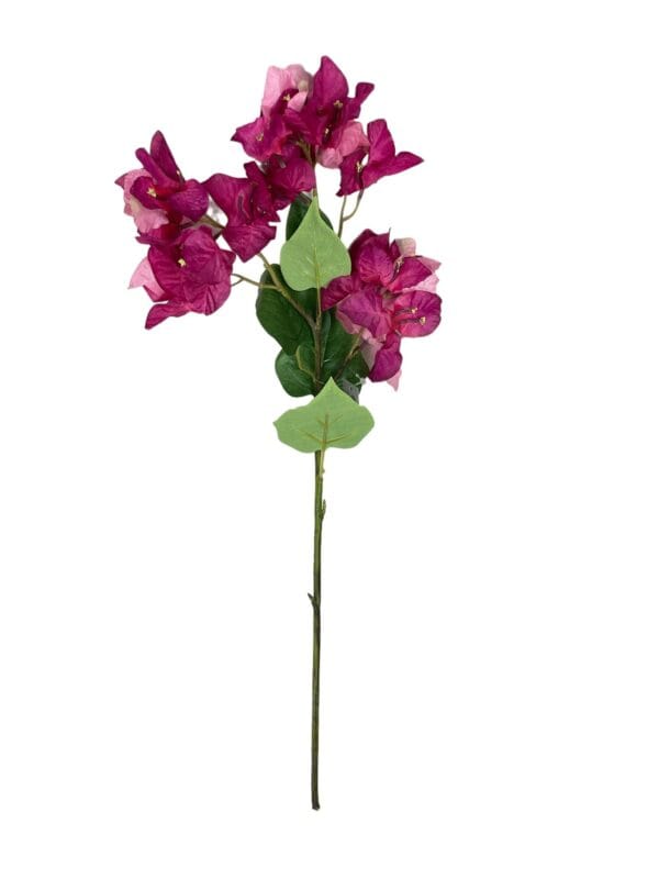 Buganvilla Rosa