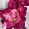 Buganvilla Rosa