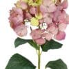 Hortensia Rosa Amarillo