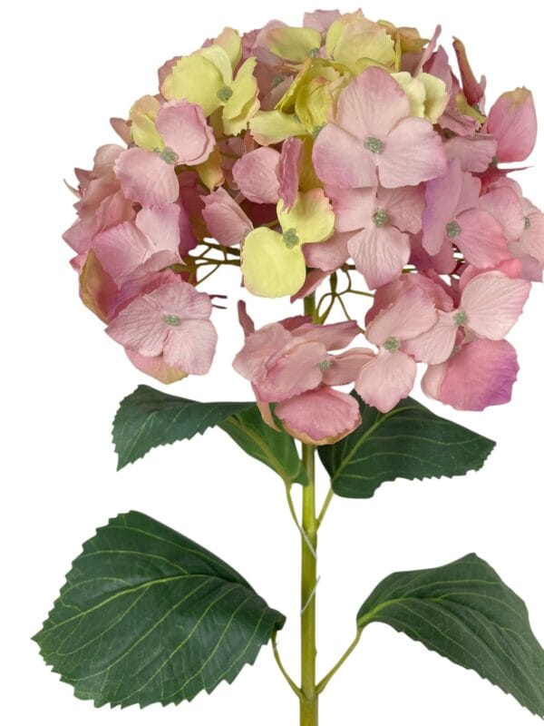 Hortensia Rosa Amarillo