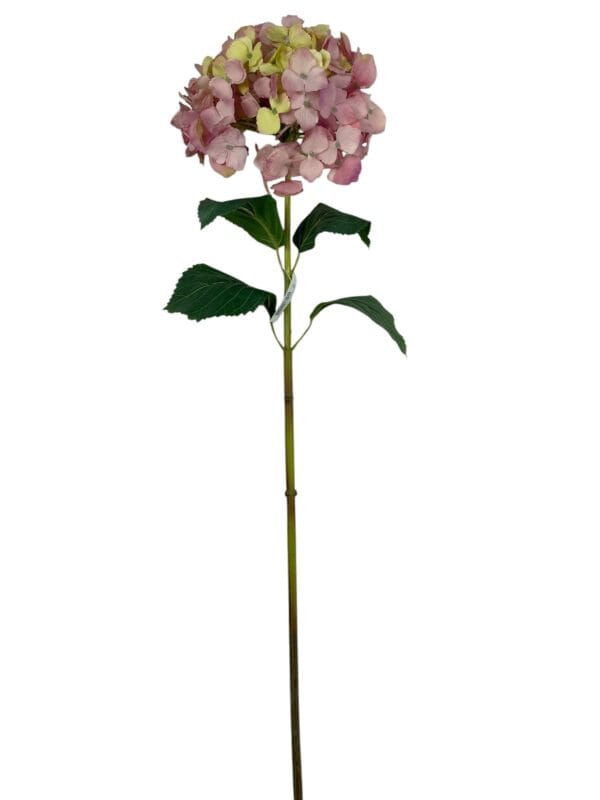 Hortensia Rosa Amarillo