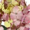Hortensia Rosa Amarillo