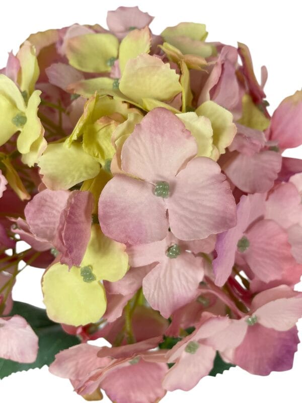 Hortensia Rosa Amarillo