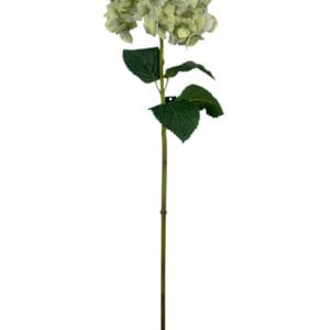 Hortensia blanca celeste