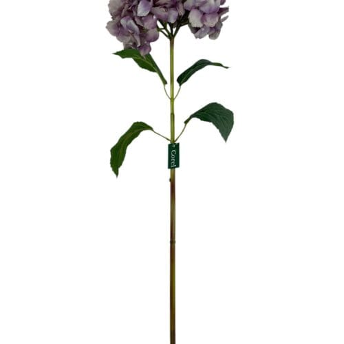 Hortensia Lila