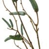 Rama de abedul