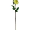 dahlia amarilla clara
