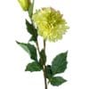 dahlia amarilla clara