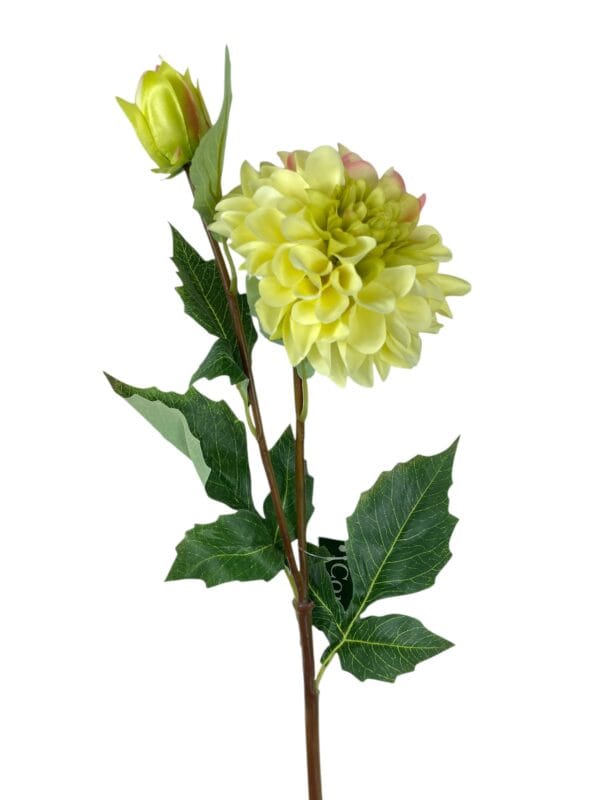 dahlia amarilla clara