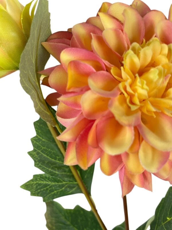 dahlia naranja rosa