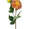 dahlia naranja rosa