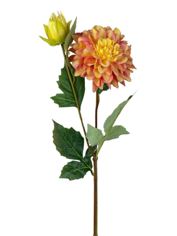 dahlia naranja rosa