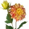 dahlia naranja rosa