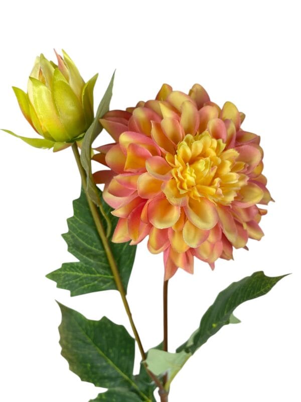 dahlia naranja rosa
