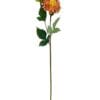 dahlia naranja rosa
