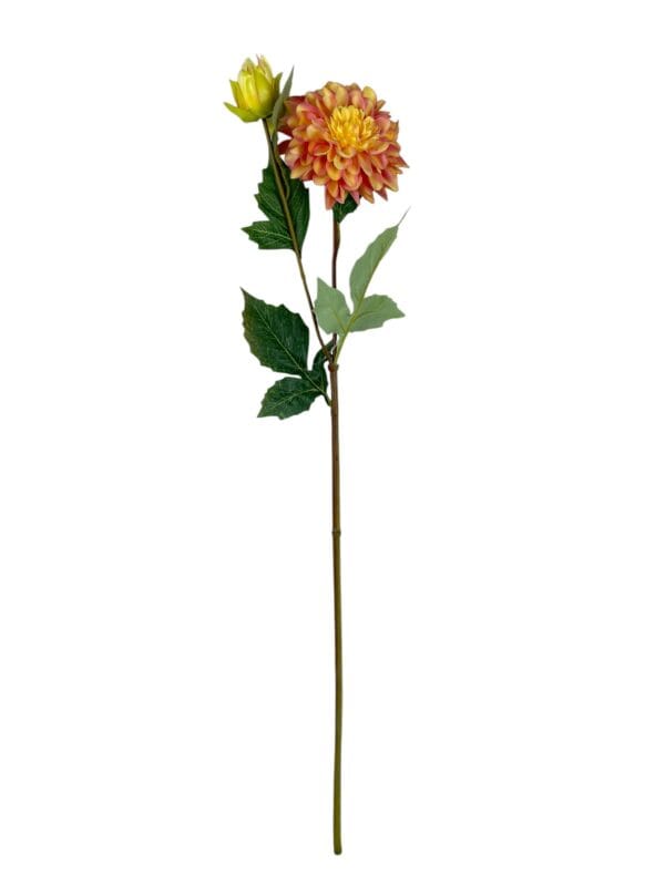 dahlia naranja rosa