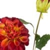 dahlia roja