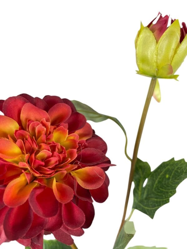 dahlia roja