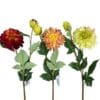 dahlias
