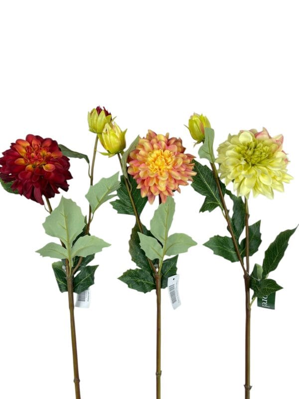 dahlias