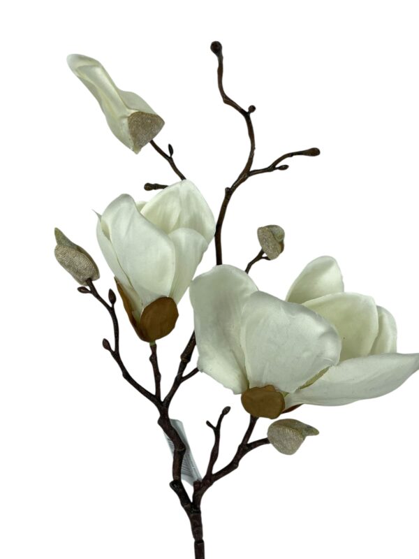 Magnolia Blanca 50cm