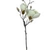 Magnolia Blanca 50cm