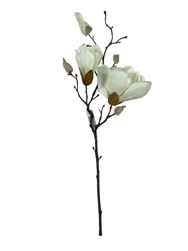 Magnolia Blanca 50cm