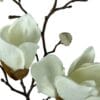 Magnolia Blanca 50cm