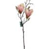 Magnolia Rosada 50cm