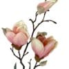 Magnolia Rosada 50cm
