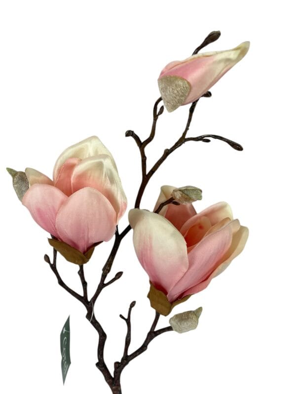 Magnolia Rosada 50cm