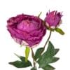 peonia fucsia cerrada