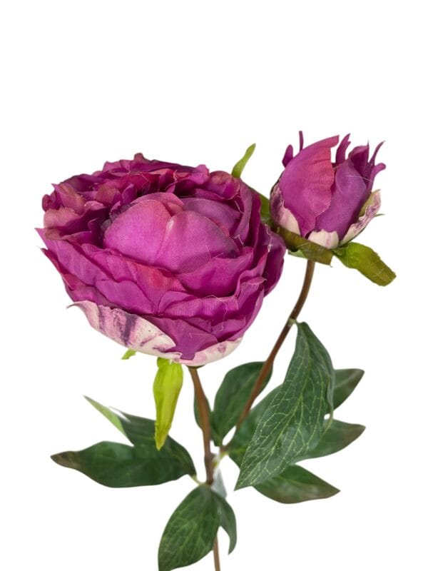 peonia fucsia cerrada