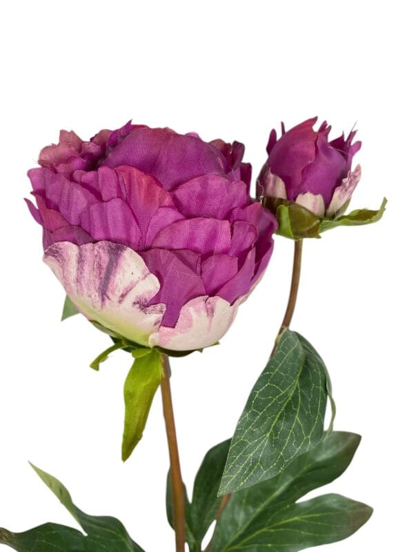 peonia fucsia cerrada