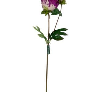 peonia fucsia cerrada