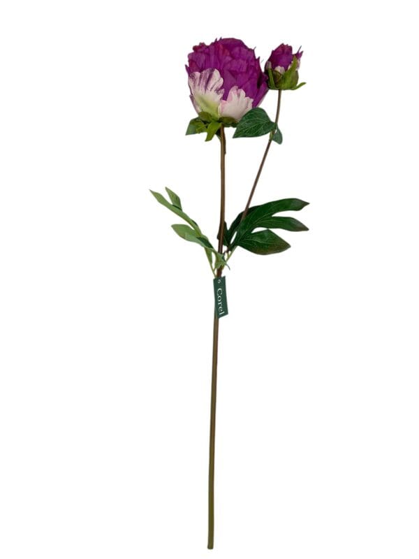 peonia fucsia cerrada