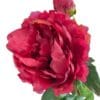 peonia roja c boton